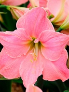 ����������� Sweet Star ����� 24/26