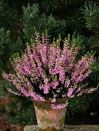 ������ Calluna vulgaris Brune Lisbeth ������� �12