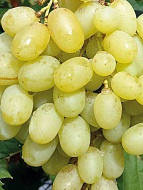 �������� ������ ������������ �����