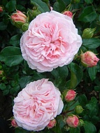 ���� ����� ������� (Maria Theresia) ���������� C3