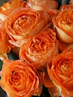  -   (Orange Romantica)