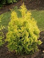     (Golden Anne) 2