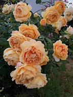      (Golden Celebration) 4