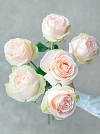 ���� ������ ������ (Garden Spirit) �����-���������