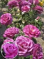 Роза плетистая Виолет Парфум (Violette Parfume)