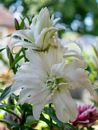 ����� Roselily Aisha 15/17