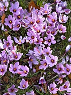   Sativus