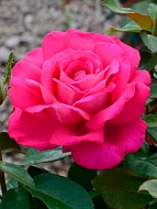 ���� �������� (Velasquez) �����-���������