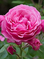 Роза плетистая Пинк Мушимара (Pink Mushimara) 