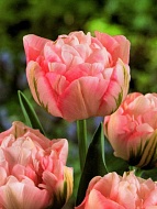 Тюльпан махровый-многоцветковый Peach Blossum