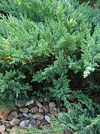   Tamariscifolia