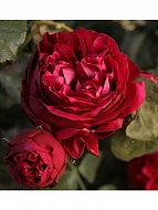 ���� ���� ������� (Eric Tabarly) ���������