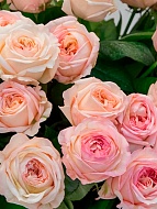 ���� ����� ��������� (Angie Romantica) �����-���������