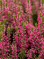 ������ Calluna vulgaris Martina ������� �12