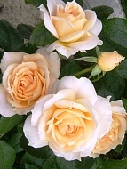 Роза флорибунда Лионс 3-4 л