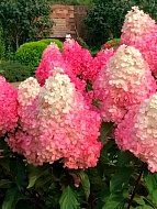 ��������� ������� ����� Vanilla Fraise ����������� �2