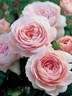 ���� �������� ������ (Queen of Sweden) ���������� C3