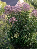    (Atropurpureum) 2