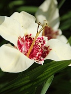 Тигридия Alba Grandiflora (Альба Грандифлора) 5/7 (5 шт)