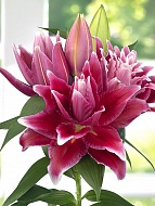 ����� Roselily Tabitha 15/17