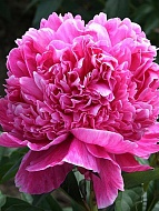 ���� Barbara 2/3