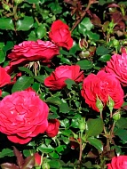 ���� ���� ���� (Mona Lisa) ����������