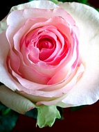 ���� ��������� (Senorita) �����-���������