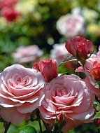���� ����������� ������ (Romantic Antike) �����-��������� �3