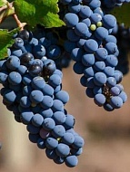 Виноград винный Мальбек