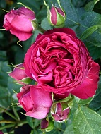      (Red Eden Rose) 