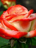 Роза чайно-гибридная Императриc Фараг