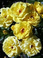 Роза плетистая Фемили Еллоу (Family Yellow)