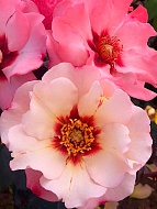 ���� ��������� ����������� (Princess of Phoenicia) �����-���������