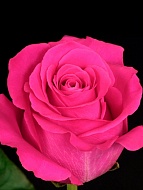 ���� ���� ����� (Pink Floyd) �����-���������