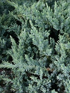 ������������ ��������� San Jose �9