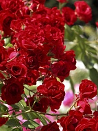 Роза почвопокровная Скарлет Мейландекор (Scarlet Meillandecor)