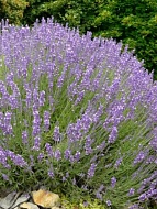 ������� �1