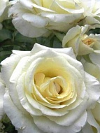 Троянда Фі Дес Неігс (Fee des Neiges) 