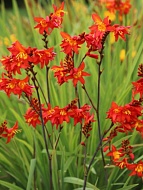 ��������� Fireking 8/10