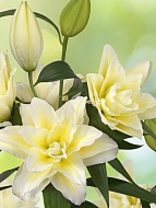 ����� Roselily Ludwina 15/17