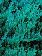 ������������ �������������� Blue Chip �2