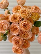     (Apricot Lace)