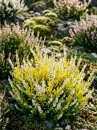 ������ Calluna vulgaris Aurica ����� �12