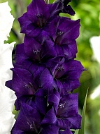  Purple Flora  12/14 (3 )