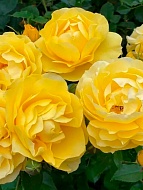 ���� �� ��� ��� �� ��� (The Sun and The Heart) ����������