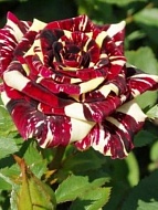 Роза чайно-гибридная Абракадабра