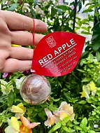  Red Apple 