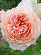      (William Morris) 4