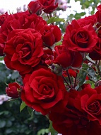    (Amadeus) 4