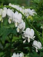    (Spectabilis Alba)